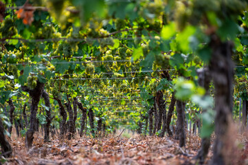 Ripe white riesling grapes on vineyards, harvest time in Calmont region with steepest vineyard in Europe on Moselle river valley, Ediger-Eller, Germany