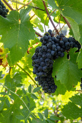 Vineyards with ripe blue Pinot noir Spatburgunder grapes, rows of plants, harvest time in Calmont wine making region with steepest vineyard in Europe on Moselle river valley, Germany
