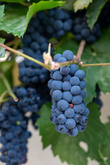 Vineyards with ripe blue Pinot noir Spatburgunder grapes, rows of plants, harvest time in Calmont wine making region with steepest vineyard in Europe on Moselle river valley, Germany