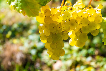 Ripe white riesling grapes on vineyards, harvest time in Calmont region with steepest vineyard in...