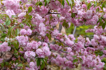 Pink cherry blossom full frame background. Sakura in bloom. Prunus serrulata. Ornamental cherry trees. Japanese cherry