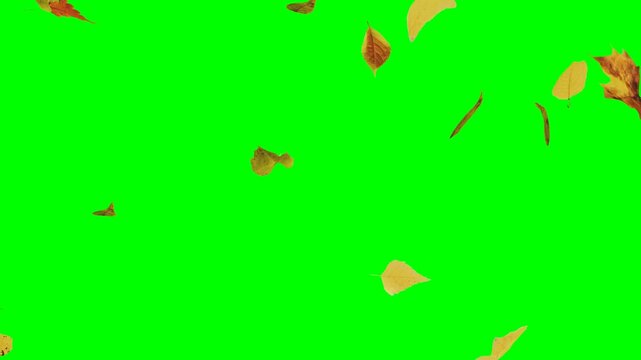 Falling Autumn Leaves Sideways, Green Screen Loop Overlay Slowmotion