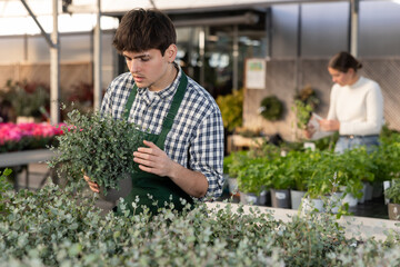 Male worker in a garden store carefully checks eucalyptus leaves. Seller inspects the pots of the...