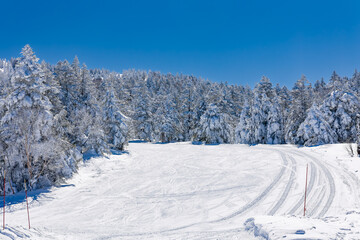 Pristine winter landscape with deep snow on a ski run and forest in the mountains