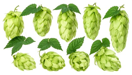 Fototapeta premium Fresh green hop cones and leaves