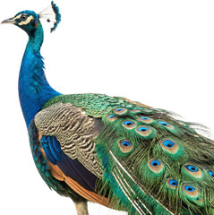 Obraz premium Majestic peacock displays vibrant iridescent plumage, a symbol of beauty and grace 