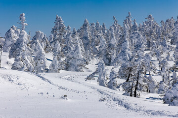Fototapeta premium Pristine winter landscape with deep snow and frosted trees under clear blue sky.