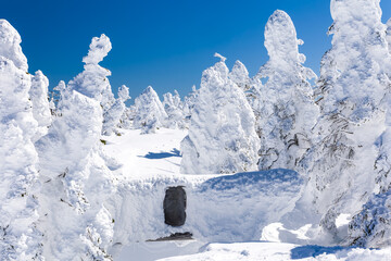Snow monster trees surround a buried Shinto Torii gate on a clear day in Shiga Kogen