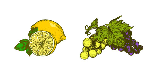 Hand drawn lemon and grape bunch. Colorful fruit illustration isolated on white background