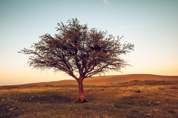 Pampas grass landscape, La Pampa province, Patagonia, Argentina.