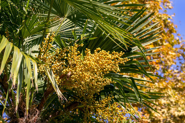 Ripe fruits of Butia capitata or jelly palm. Cocus Capitata. Many small yellow fruit hang from jelly palm tree, highlighting butia capitata palm