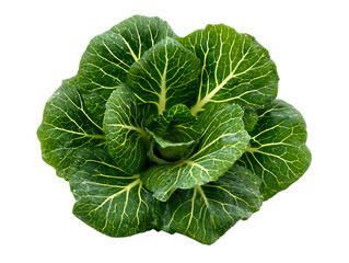 Obraz premium Collard greens