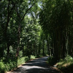 Fototapeta premium A winding asphalt road leads through a lush forest of towering bamboo and deciduous trees, bathed in dappled sunlight.