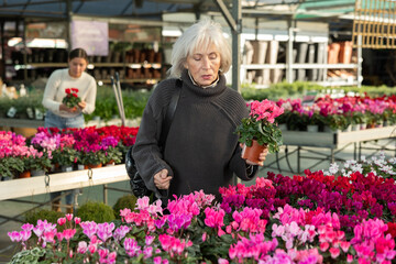 Fototapeta premium Senior woman customer chooses young houseplant in store, examine leaves and shoots of cyclamen. Freelance florist buys potted flowers to create green area in apartment