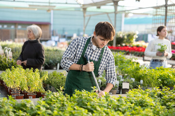 Guy employee of garden center is busy working with plants, potted Spearmint. Employee sweeps and...