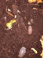 Porcellio es un género de crustáceos terrestres conocidos como cochinillas de humedad, que se...