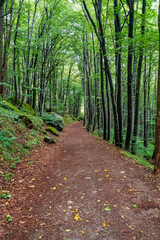 Fototapeta premium Forest hiking trail in Vitosha mountain Sofia