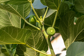 Green figs on tree branch. Figs on tree branch. Healthy eating concept.