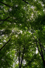 Fototapeta premium Dense beech forest canopy in Vitosha mountain