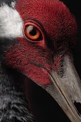 Hyper detailed close up of crane face with red crown feathers long beak and lifelike gaze