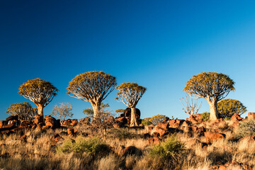 Forest of quiver trees near Keetmanshoop in Namibia