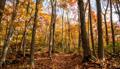 Fototapeta premium Autumnal forest landscape with vibrant foliage and serene woodland path
