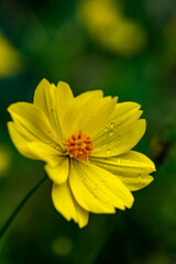 鎌倉2594　瑞泉寺6　キバナコスモス