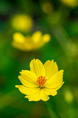 鎌倉2594　瑞泉寺1　キバナコスモス