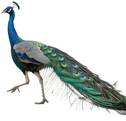 Obraz premium Majestic peacock strides elegantly showcasing vibrant iridescent plumage and intricate tail feathers 