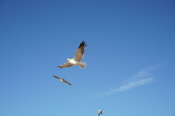 Seagulls soaring gracefully against a vibrant blue sky on a sunny day.