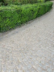 Hedges and stone path