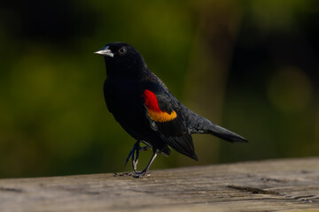 Red Winged Black Bird perched portrait