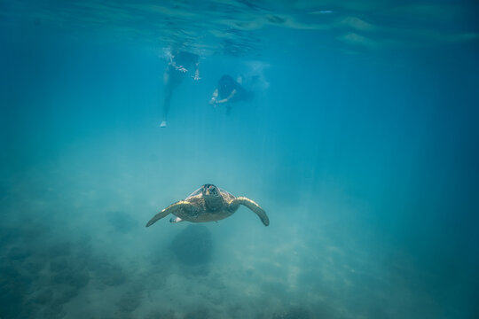 Snorkeling with Wild Hawaiian Green Sea Turtles off the Shore of Waikiki, Oahu, Hawaii 