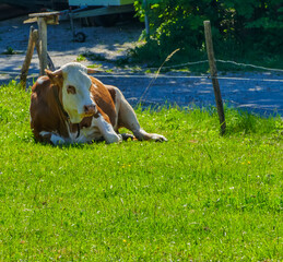 Liegende Kuh auf Weide in Sonnenlicht sonniges Wetter