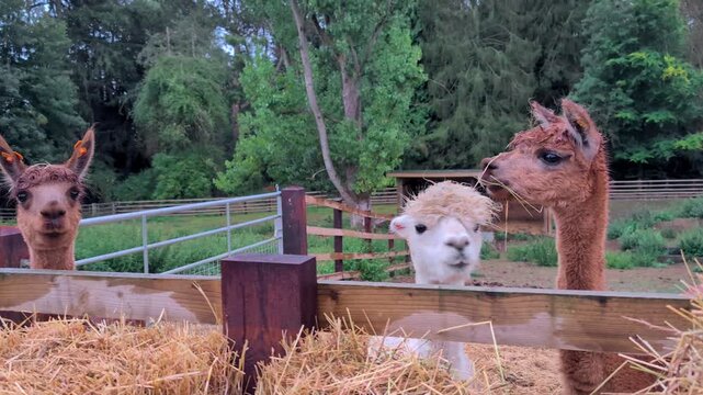 Close up view of alpacas and llamas faces on a farm, in a stable paddock in England UK