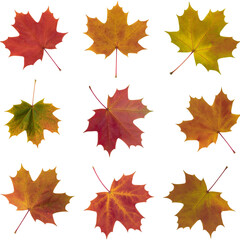 Nine colorful autumn maple leaves isolated on black background showing various fall colors and textures