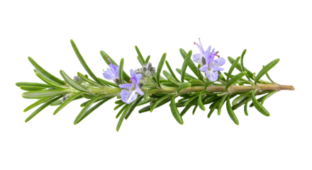 Fresh Rosemary Sprig with Delicate Purple Blossoms on a Green Background