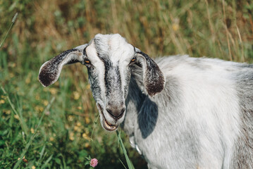 black and white goat walking in meadow or green field and eating grass