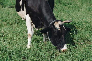 black and white cow walking in meadow or green field and eating grass