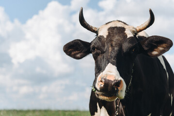 black and white cow walking in meadow or green field and eating grass, copy space