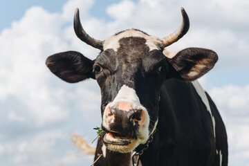 black and white cow walking in meadow or green field and eating grass