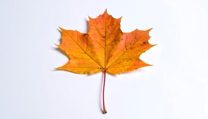 Fototapeta premium Autumnal Equinox: A Vibrant Maple Leaf Displayed on a Clean White Background