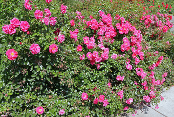 Bright pink shrub rose used as a colorful hedge