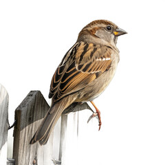 Fototapeta premium Detailed close-up of a common house sparrow perched on a weathered wooden fence post 
