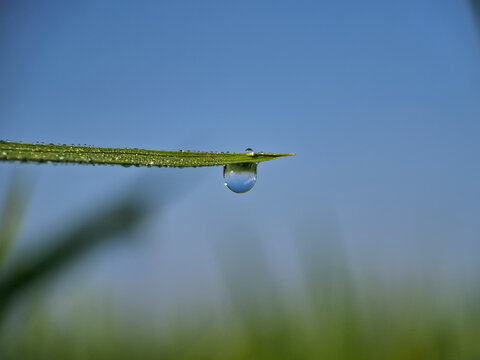 Macro photography of a single dew drop hanging on the tip of a green grass blade with a blurred blue and green background. Shallow depth of field. Edited