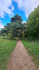 A dirt path leads through a green forest with tall trees under a blue sky. The scene offers ample copy space for text or graphics, ideal for nature concepts.