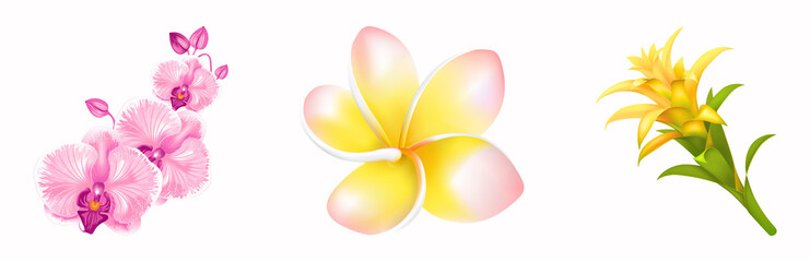 Pink Orchid, Pink Plumeria Frangipani & Yellow Guzmania Flower Set – Tropical Floral Elements for Design, Decor, and Creative Projects - 1