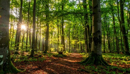 Sunlight streams through a lush forest path