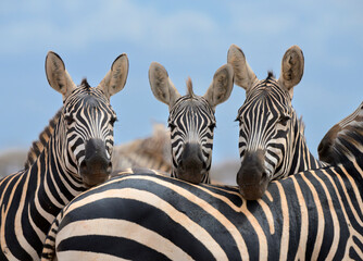 The plains zebras (Equus quagga) resting with their heads on each other's backs, Tsavo East Nartional Park, Kenya. © Ivan Kuzmin