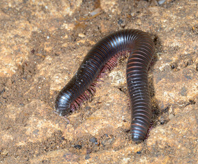 Tanzanian red-legged millipede (Ephibolus pulchripes) in a cave, Three Sister Caves; Mdenyenye cave, Kwale county, coastal Kenya.
